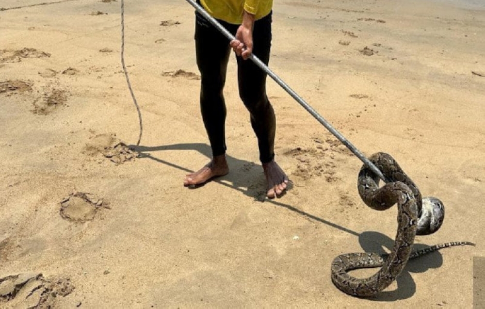 The reptile, weighing nearly eight kilogrammes and measuring about two metres long, was spotted swimming close to bathers at around 12.15pm, sparking panic among visitors. — Picture from social media 