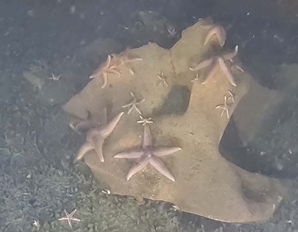 This handout photograph provided by DeepSea Monitoring Group and taken on October 2024 with an unmanned submersible shows starfish (Asterias rubens) on top of a chunk of TNT, part of an unexploded Nazi-era cruise missile, at the bottom Luebeck Bay in the German waters of the Baltic Sea. — Reuters pic