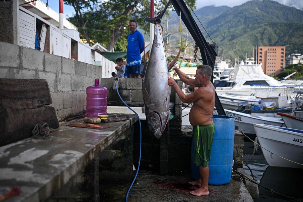 A fisherman cleans his tuna catch at a harbour in Caraballeda, La Guaira state, Venezuela, September 24, 2025. — AFP pic