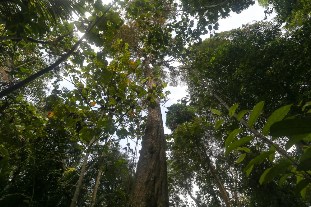 Forests are the most significant terrestrial carbon sinks in Malaysia, far surpassing other ecosystems in their ability to absorb and store CO₂. — Picture by Yusof Mat Isa