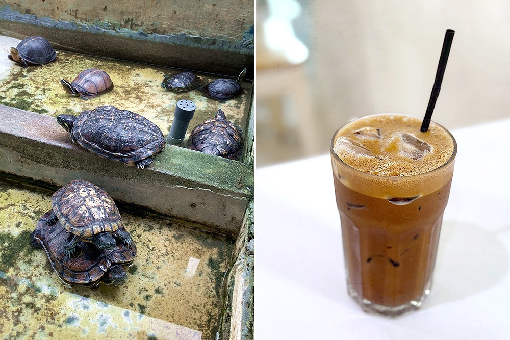 Terrapins by the pond (left). Iced ‘cham’ (right). — Picture by CK Lim