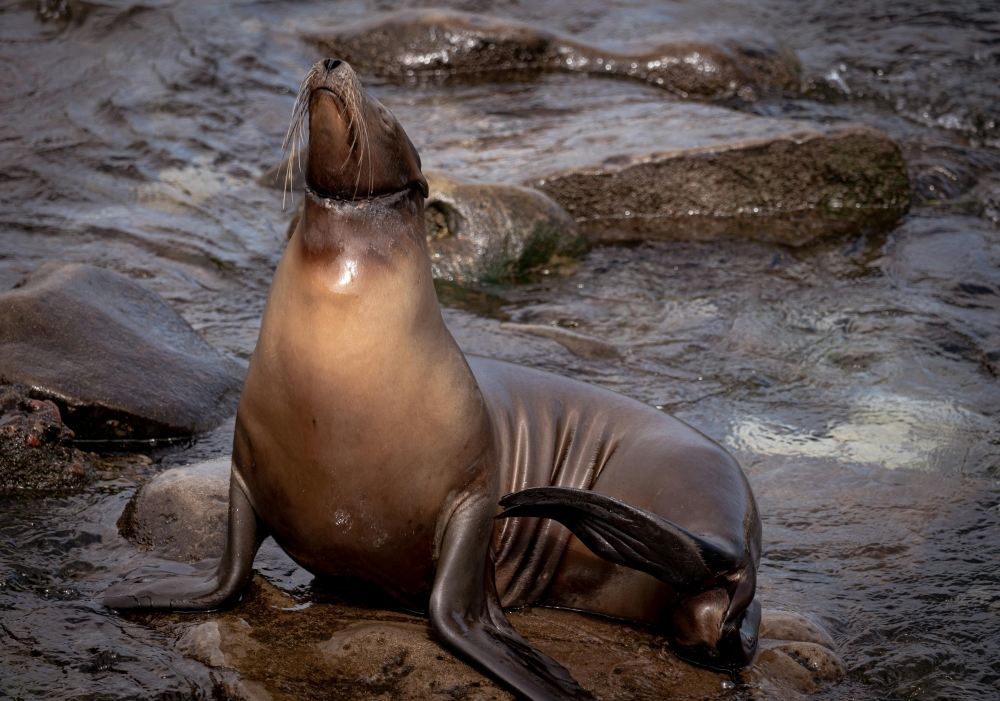 Under federal law it is illegal to harass, hunt, capture or kill sea lions and other marine life in the United States. — Pexels pic