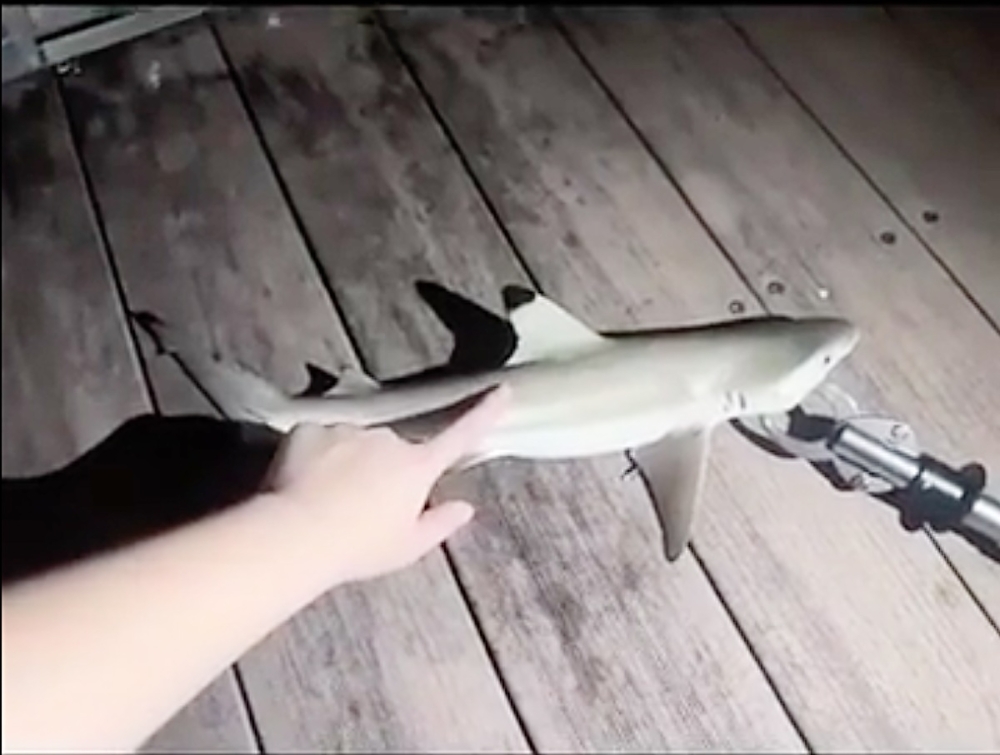 The shark in the video seems to be a blacktip reef shark, native to Singapore. — Reddit video screenshot