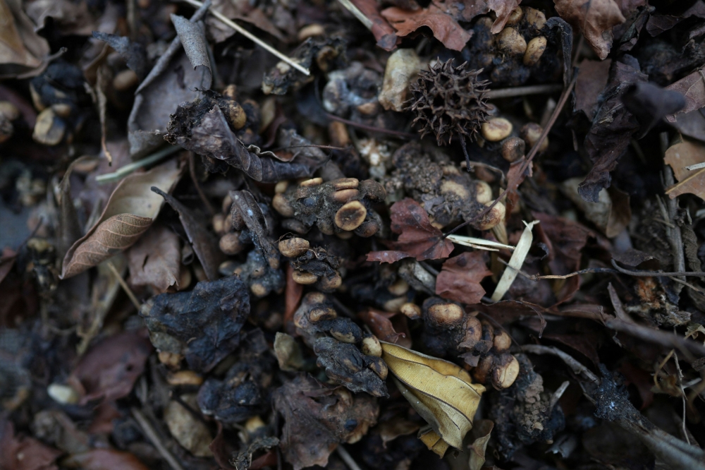 Clusters of coffee beans caked in bird droppings are laid out for drying at the Camocin coffee farm in Pedra Azul, Brazil, September 24, 2025. — Reuters pic