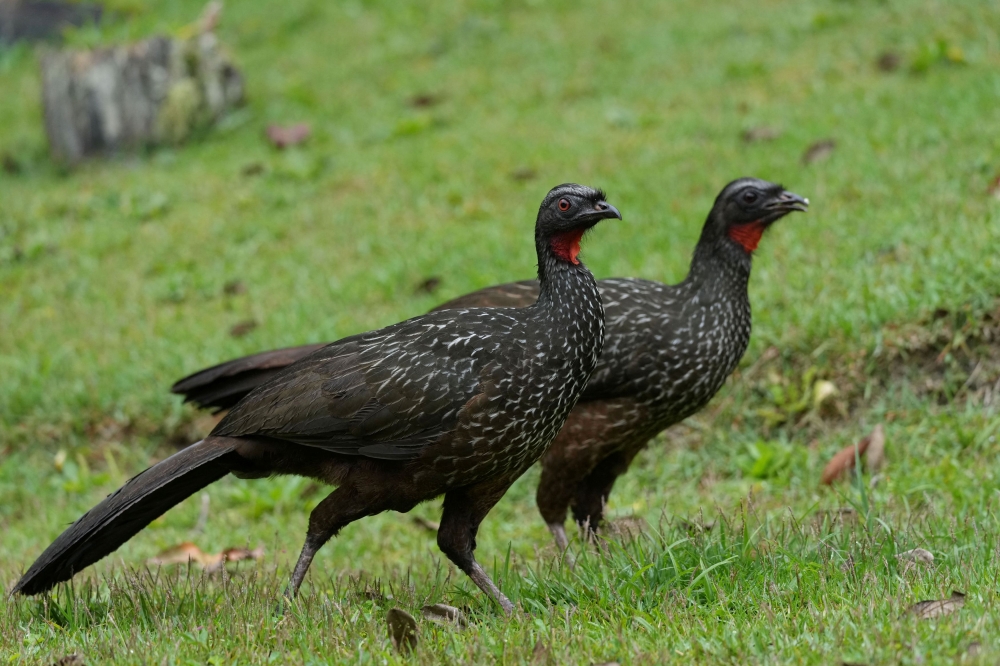 Brazil’s coffee sector is going through a stinky time amid punitive US tariffs but a specialty coffee that passes through the digestive tract of the exotic Jacu bird is emerging from the muck-flinging without undue distress. — Reuters pic