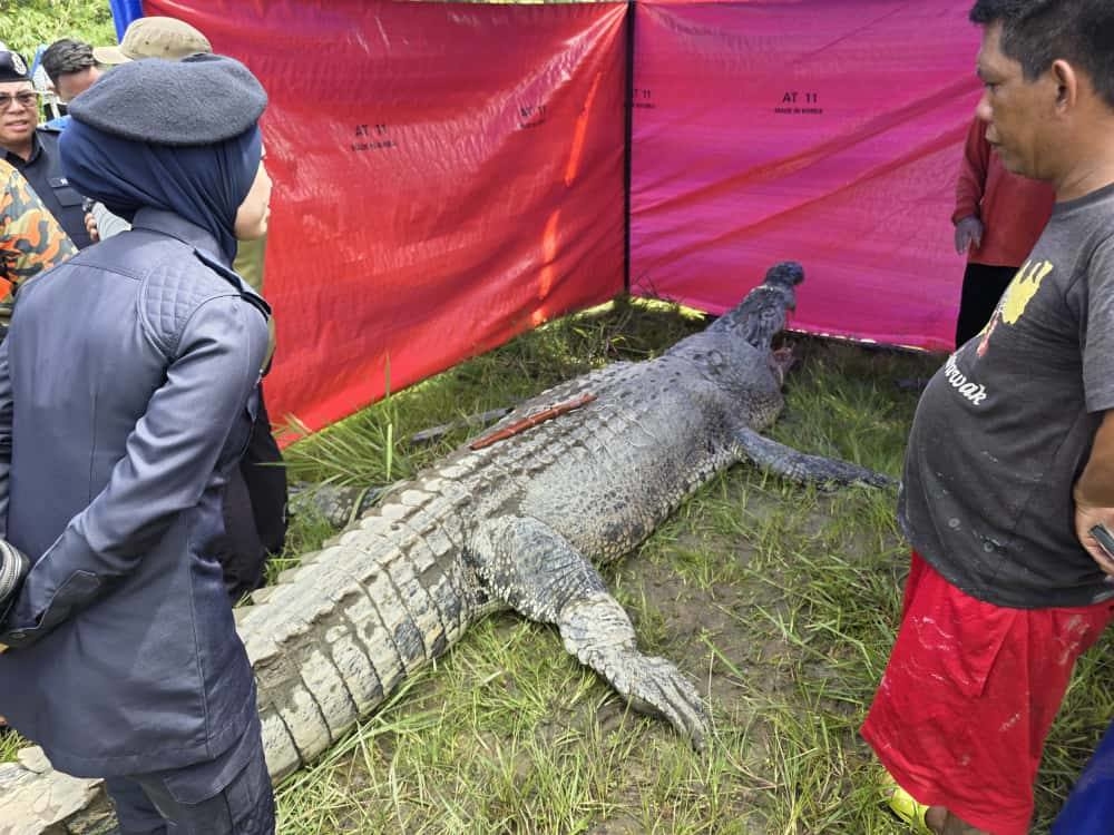 The search and rescue (SAR) operation, in its fourth day yesterday, yielded results when villagers managed to spot and capture the crocodile suspected of attacking the victim at 9.25am yesterday. — Picture from social media 
