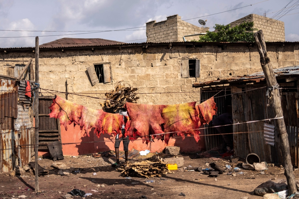 A tanner carries hides on his shoulder at the Majema traditional tannery in Kofar Wambai neighbourhood in Kano, on September 11, 2025. — AFP pic