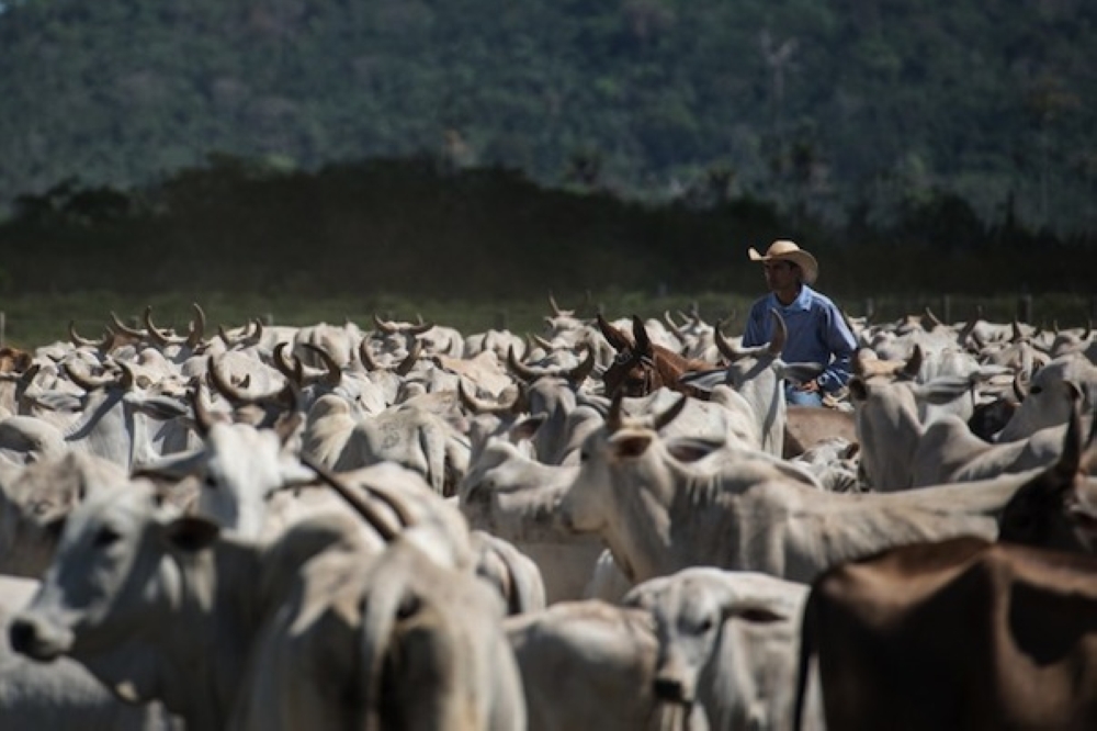 The report builds on a 2019 study which was met with resistance when it suggested reducing meat consumption to very small portions. — File pic via AFP