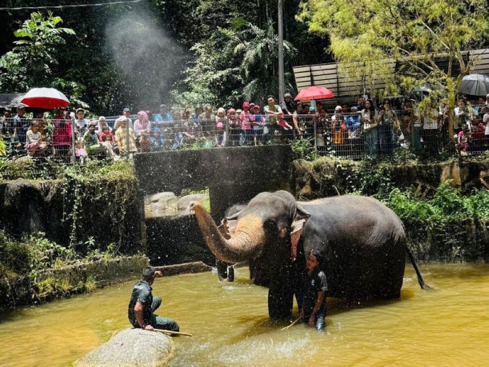 Visitors to FRIM on its 40th anniversary open day witness the interaction between park rangers and wildlife at the Elephant Conservation Exhibition. — Picture from Facebook/FRIM
