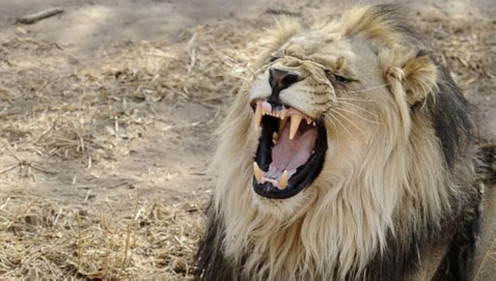 Social media influencer Parinya Parkpoom, who recaptured his lion after it escaped, is known for sharing videos of raising the animal online. — AFP pic