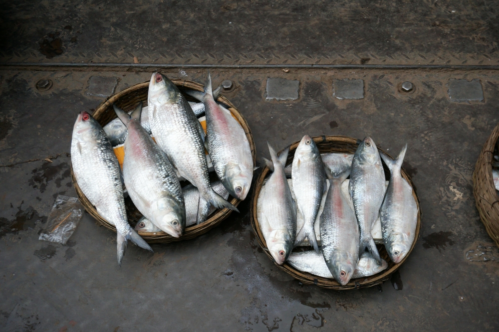 Millions in Bangladesh depend on the herring-like hilsa, which can cost up to 2,200 taka (RM77.44) a kilogram in Dhaka. — Pexels pic