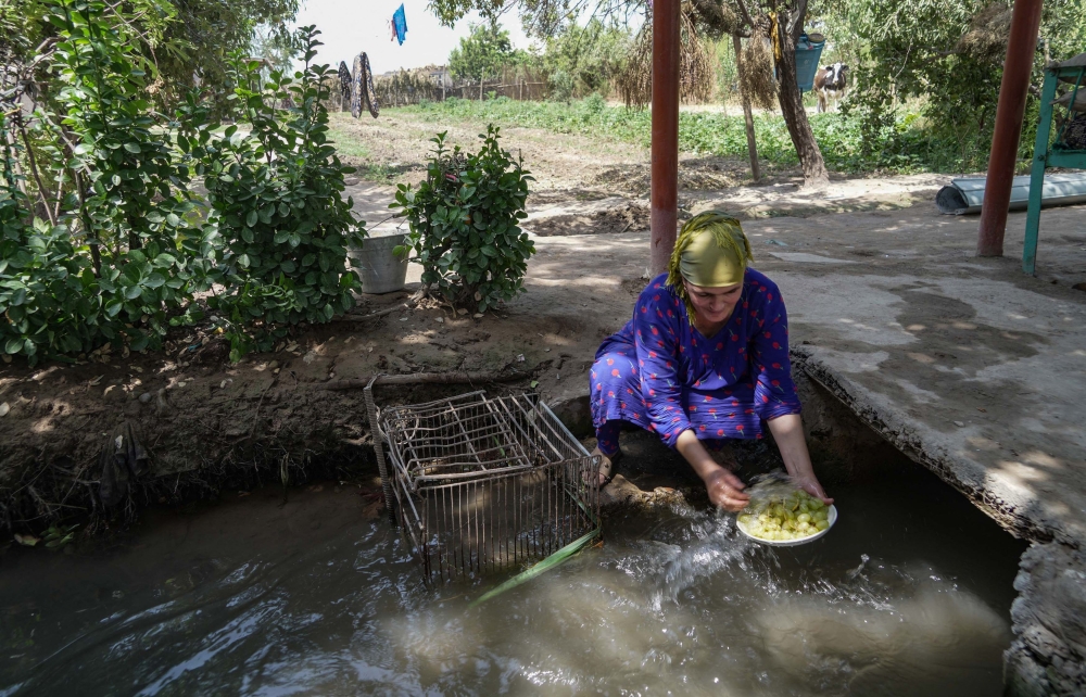 A Tajik woman rinses grapes in the stream running through the village in the Balkh district. — AFP pic