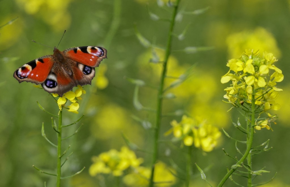 A peacock butterfly sits in a flowering mustard field in Baden-Württemberg, Munderkingen October 7, 2025. —Thomas Warnack/dpa/dpa Picture-Alliance pic via AFP