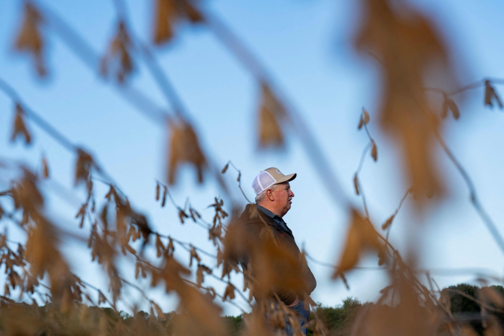 Travis Hutchison, a soybean farmer, stands next to a soybean field ready for harvesting in one of his family’s plots of land in Cordova, Maryland October 10, 2025. — AFP pic 