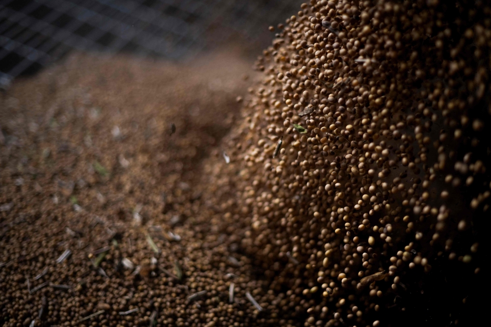 A load of soybeans belonging to the Hutchinson Family farm is offloaded from a truck at a local grain dealer in Queen Anne, Maryland, on October 10, 2025. — AFP pic 
