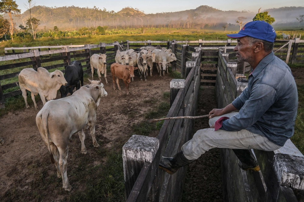 Small farmer Jose Juliao do Nascimento at his farm in Sao Felix do Xingu, Para state, Brazil, June 18, 2025. In 2024, forest fires ravaged nearly 18 million hectares of the Brazilian Amazon amid a drought linked to climate change. Deforestation rose 4 per cent in the 12 months to July, reversing a 30 per cent drop the previous year. — AFP pic