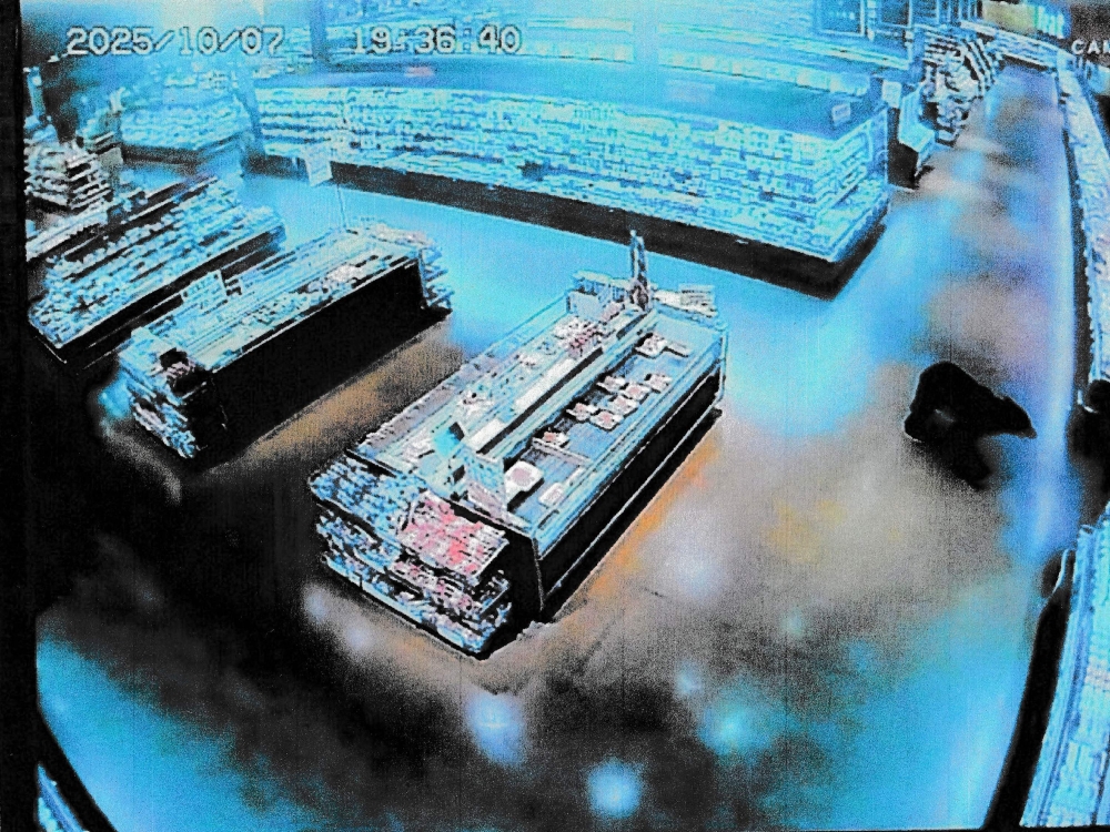 This handout photo taken on October 7, 2025 and released by Gunma Prefectural Police via Jiji Press shows a CCTV camera footage of a bear walking inside a supermarket in Numata, Gunma prefecture. — Gunma Prefectural Police pic via Jiji Press/AFP