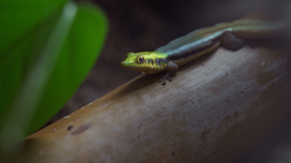 A yellow-headed day gecko was among the endangered animals rescued as NParks raided illegal wildlife traders using Telegram across Singapore. — Josef Svoboda/Vecteezy pic