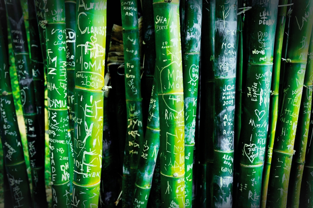 Graffiti carved into bamboo stalks at Kyoto’s Arashiyama forest has reignited debate over ‘meiwaku tourism’ and the fragile balance between preservation and popularity. — Picture via Facebook