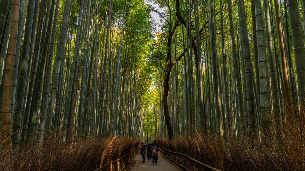 Arashiyama’s bamboo grove is more than a tourist draw — it’s a symbol of Kyoto’s harmony between nature, culture and tranquillity, now under threat from careless visitors. — Freepik pic