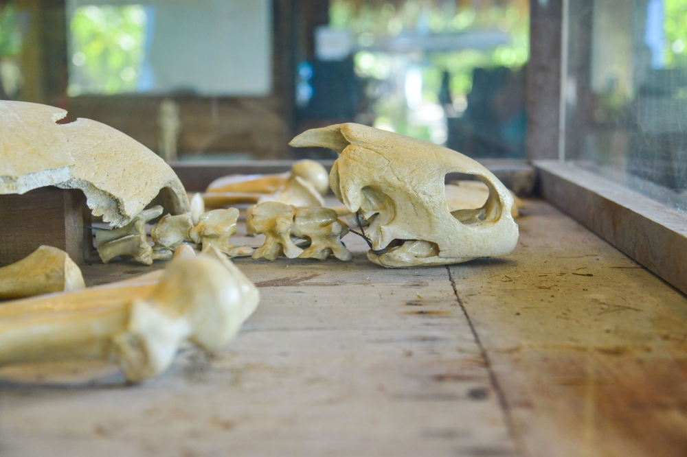 Participants of the Trip Johor 2026 programme view a preserved turtle skeleton exhibit symbolising the importance of protecting marine life at the Tunku Abdul Jalil Conservation Centre (TAJCC) on Pulau Tengah. — Bernama pic