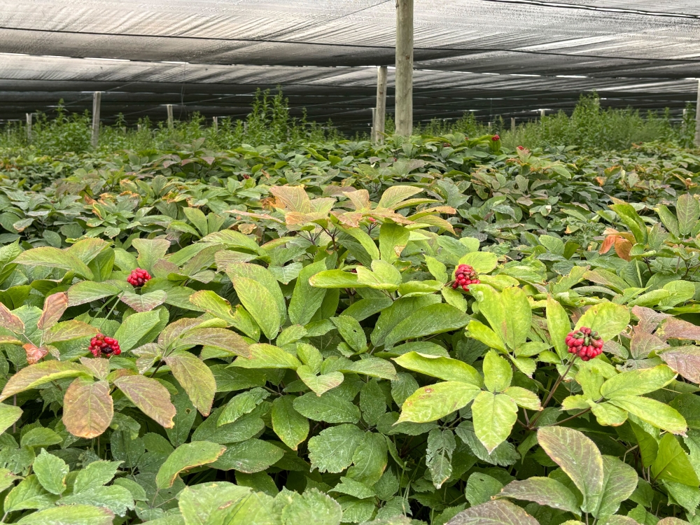 Ginseng cultivated under a shade canopy in Mosinee, Wisconsin, August 22, 2025. — Reuters pic