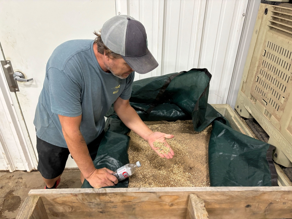 Nick Sandquist, General Manager of Hsu’s Ginseng Enterprises, checks ginseng seeds held in cold storage at the company’s warehouse in Wausau, Wisconsin, August 22, 2025. — Reuters pic