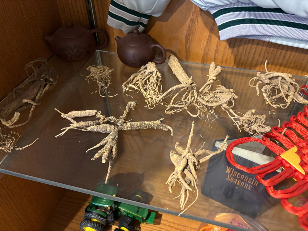 Ginseng roots on display at the offices of Heil Ginseng Enterprises in Edgar, Wisconsin, August 22, 2025. — Reuters pic