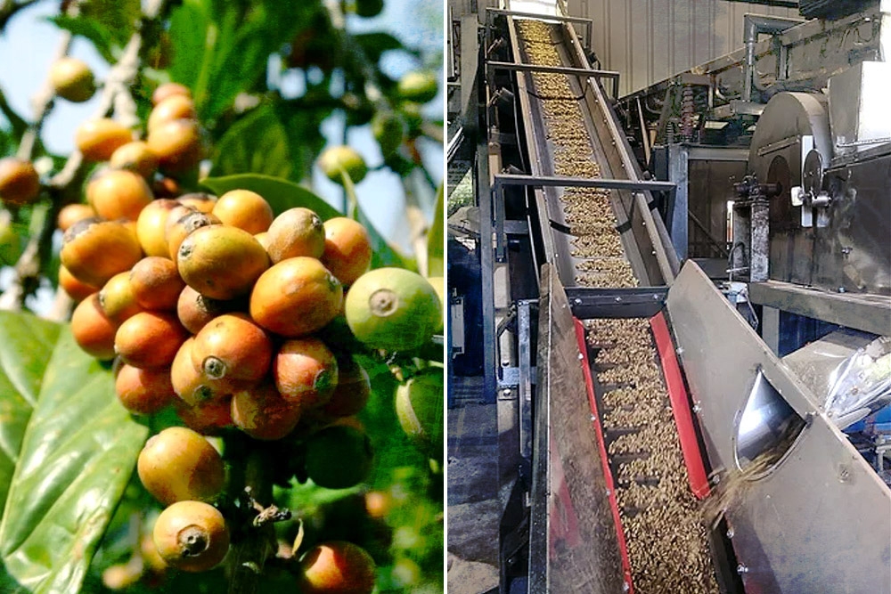 Coffee cherries on trees (left). MY LIBERICA’s processing mill. — Pictures courtesy of MY LIBERICA