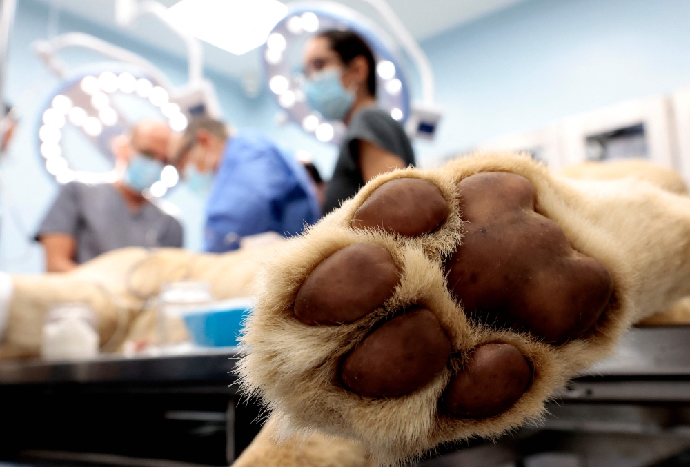 The Animal and Veterinary Service (AVS) will begin a public consultation on the proposed Veterinary Practice Bill before the end of the year to strengthen professional standards in the veterinary sector. — Reuters pic