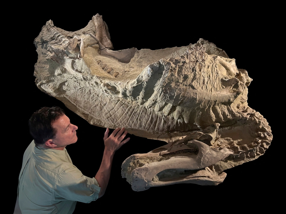 Paleontologist Paul Sereno of the University of Chicago examines the fossilised ‘mummy’ of the duck-billed dinosaur Edmontosaurus at the Fossil Lab in Chicago, Illinois, US in an undated photograph. — Tyler Keillor/Fossil Lab handout pic via Reuters 