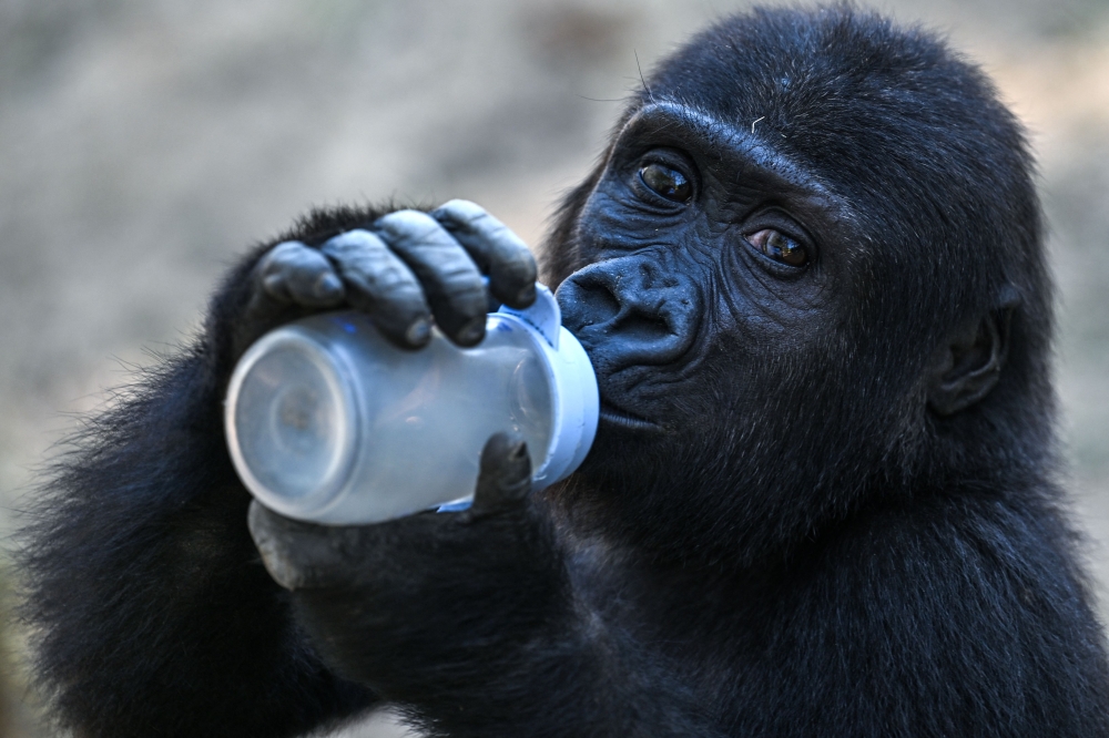 On Friday, Turkish officials announced that Zeytin would not be repatriated to Nigeria but kept in a zoo in Turkey. — AFP pic