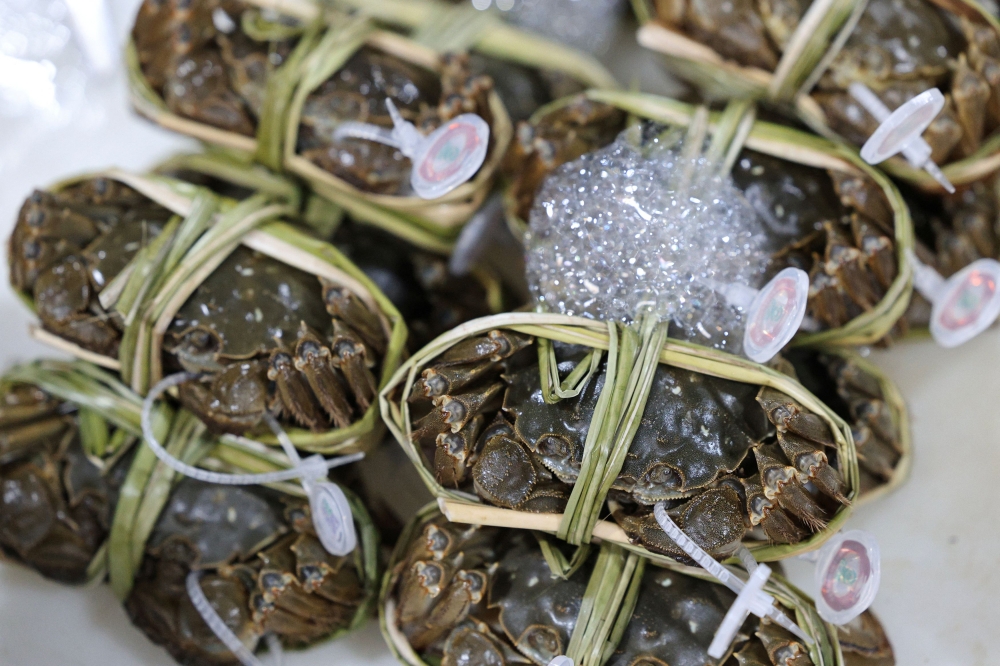 Hairy crabs prepared for packing at Suzhou Fishery Aquatic Products Co., Ltd. in Suzhou, Jiangsu province, China October 21, 2025. — Reuters pic