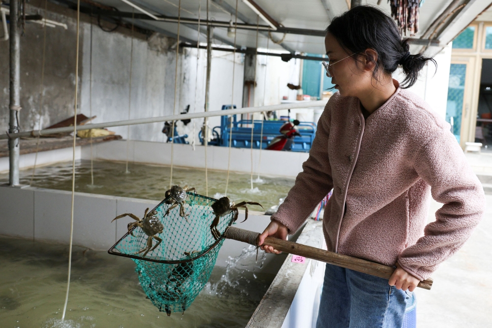 Golden roe, rising heat: Climate change threatens China’s ‘hairy crab ...