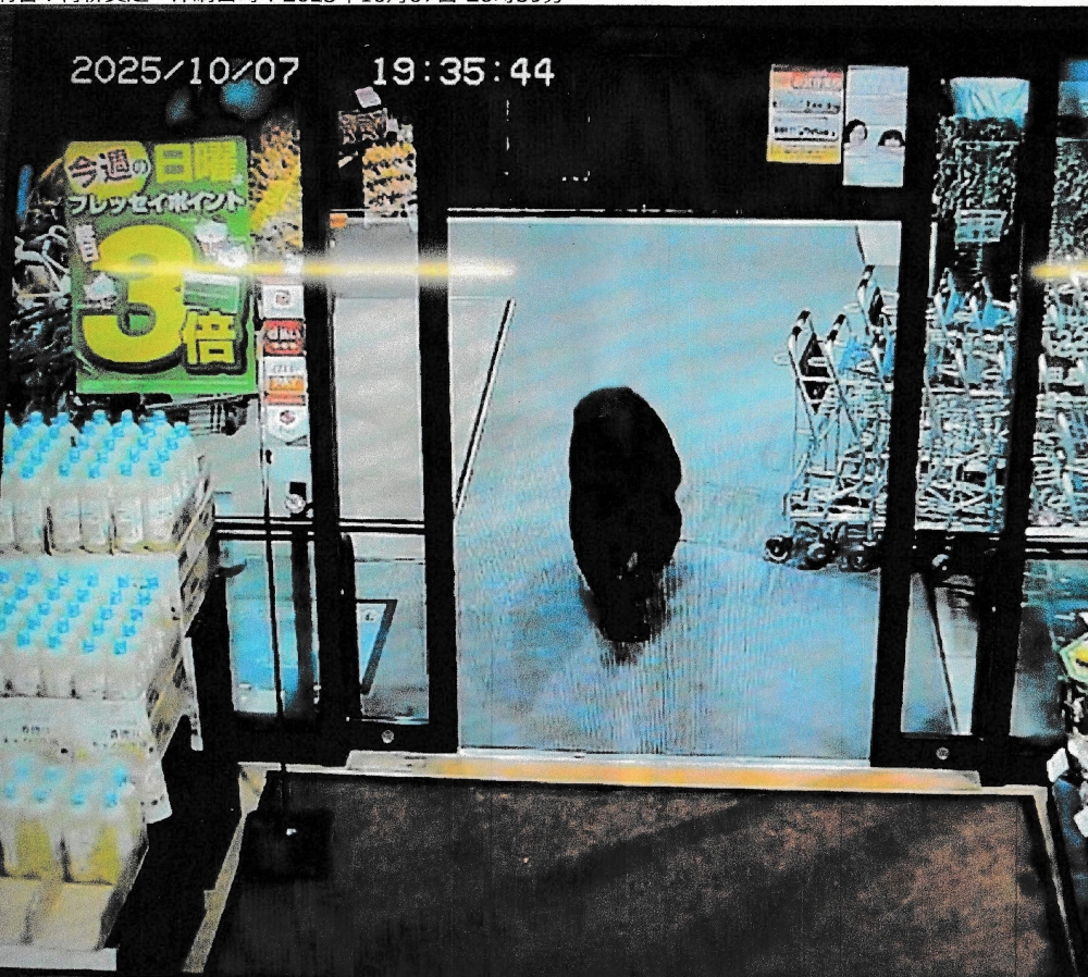 This handout photo taken on October 7, 2025 and released by Gunma Prefectural Police via Jiji Press shows a CCTV camera footage of a bear walking inside a supermarket in Numata, Gunma prefecture. — Gunma Prefectural Police pic via Jiji Press/AFP