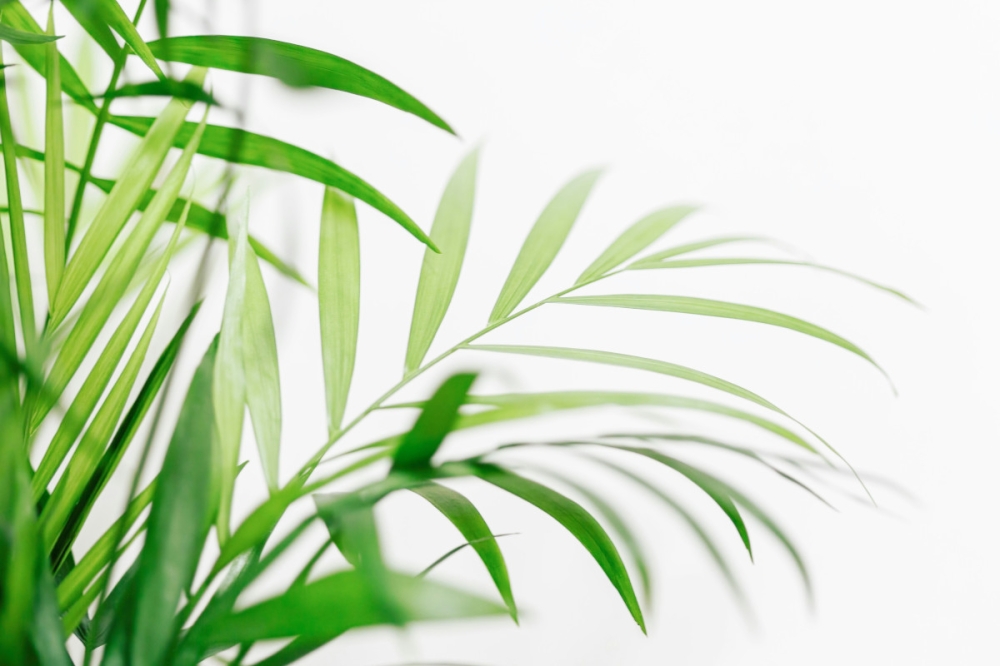 The author argues that Malaysia’s ‘Great Downshift’ is less about sacrifice and more about liberation — a shift from cluttered consumption to conscious living that’s quietly reshaping wallets and the wider economy. — Unsplash pic