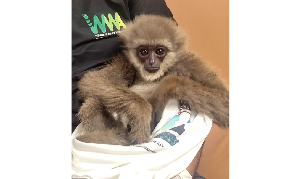 Malay Mail - Other - News Image