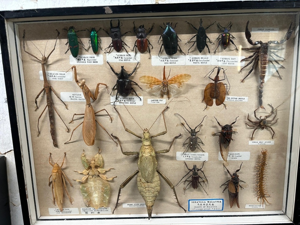 Tan explained that light, humidity and temperature are the three main challenges in preserving insects. — Picture by John Bunyan Tan explained that light, humidity and temperature are the three main challenges in preserving insects. — Picture by John Bunyan