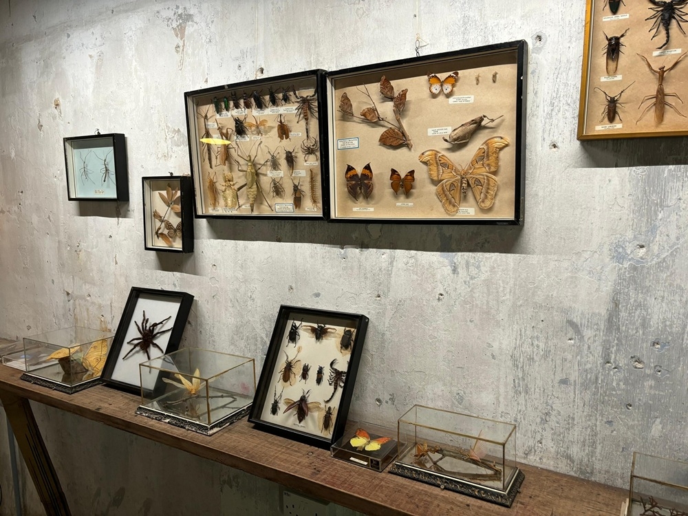 A view of some of the preserved butterflies and insects on display at the Museum Tanahsahi in Kampung Kepayang, Ipoh, Perak. — Picture by John Bunyan A view of some of the preserved butterflies and insects on display at the Museum Tanahsahi in Kampung Kepayang, Ipoh, Perak. — Picture by John Bunyan