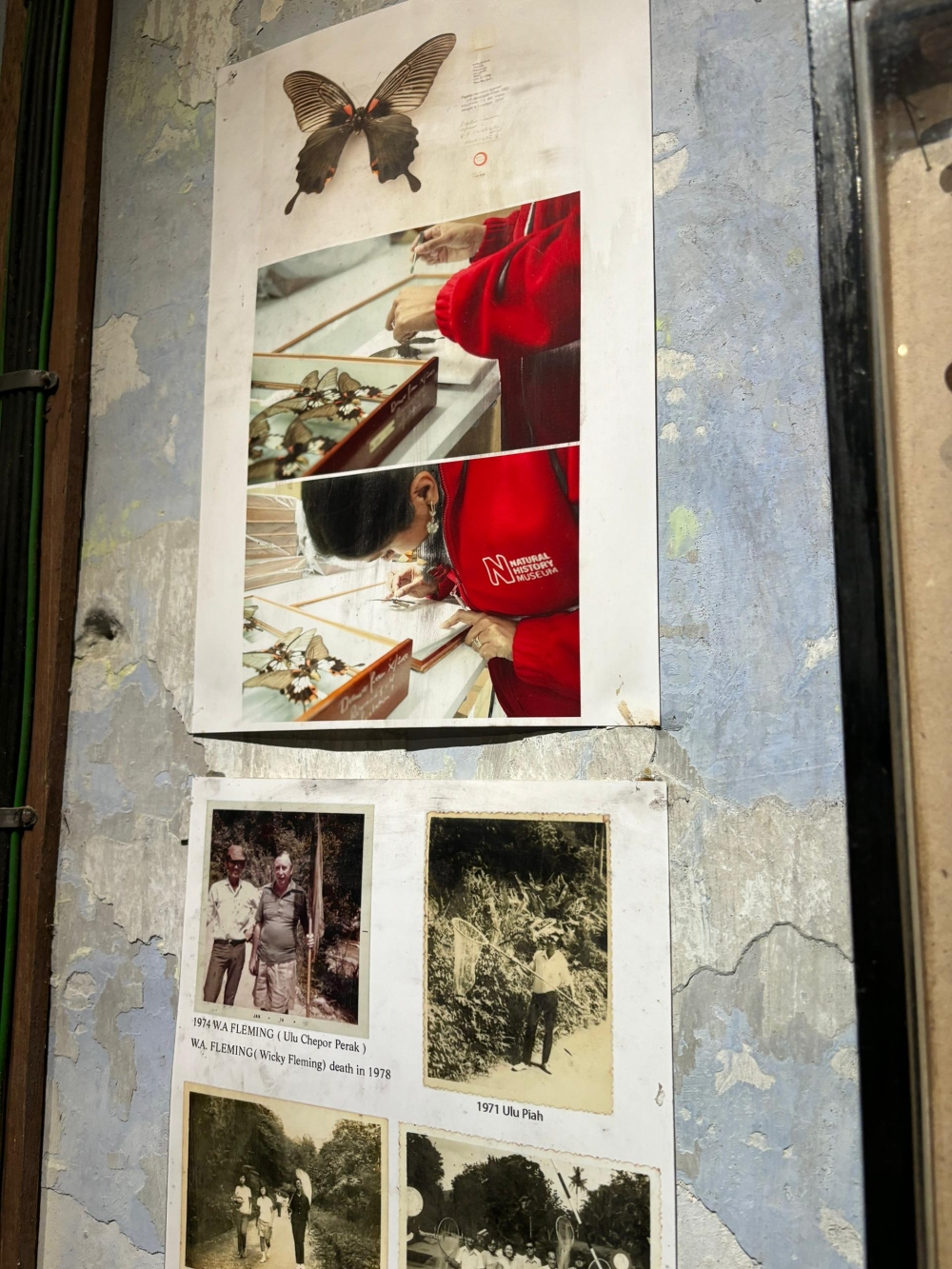 Pictures and documents on the newly identified butterfly subspecies, the female Papilio memnon agenor, first discovered by Tan Ah Sah, displayed at the Museum Tanahsahi in Kampung Kepayang, Ipoh, Perak. — Picture by John Bunyan