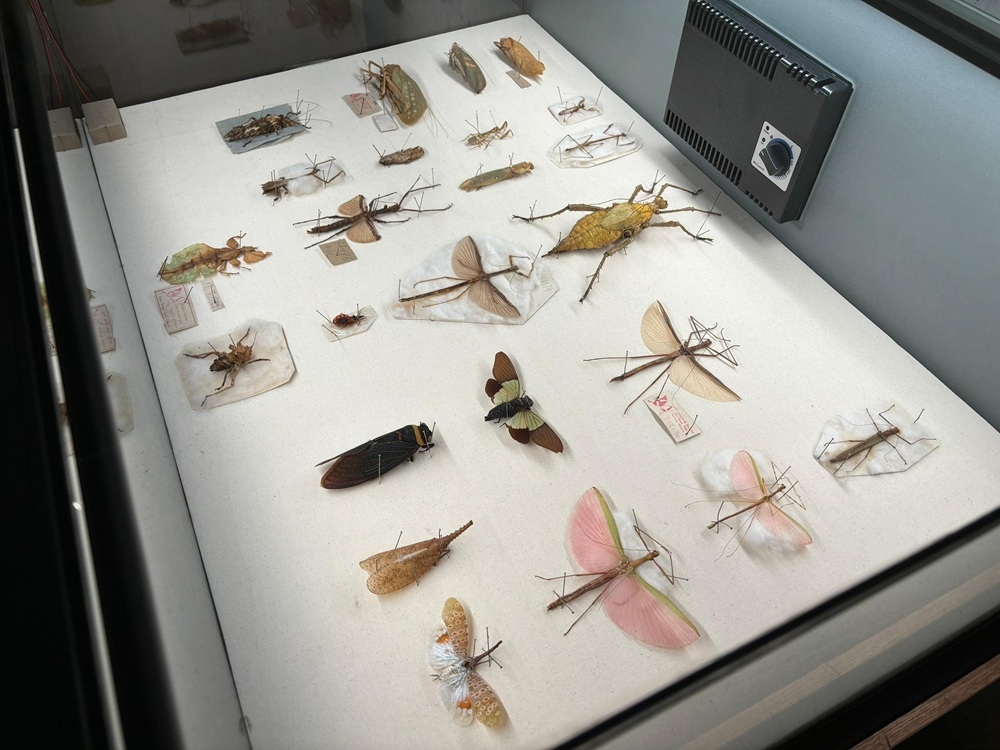 A view of the preserved butterflies and insects on display at the Museum Tanahsahi in Kampung Kepayang, Ipoh, Perak. — Picture by John Bunyan A view of the preserved butterflies and insects on display at the Museum Tanahsahi in Kampung Kepayang, Ipoh, Perak. — Picture by John Bunyan