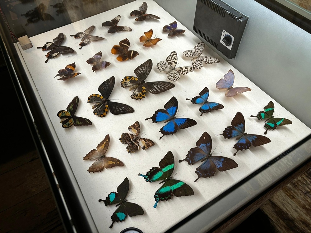 In the 1980s and 1990s, one of the buildings even housed a small factory that produced butterfly souvenirs — framed insects, keychains, and decorative ashtrays — for the tourism market. — Picture by John Bunyan In the 1980s and 1990s, one of the buildings even housed a small factory that produced butterfly souvenirs — framed insects, keychains, and decorative ashtrays — for the tourism market. — Picture by John Bunyan