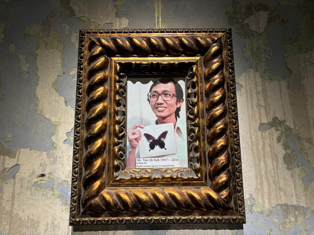 A photo of Steve Tan’s father, Tan Ah Sah, with the specimen of the female Papilio memnon agenor, which he first discovered in February 1975, displayed at the Museum Tanahsahi in Kampung Kepayang, Ipoh, Perak. — Picture by John Bunyan A photo of Steve Tan’s father, Tan Ah Sah, with the specimen of the female Papilio memnon agenor, which he first discovered in February 1975, displayed at the Museum Tanahsahi in Kampung Kepayang, Ipoh, Perak. — Picture by John Bunyan