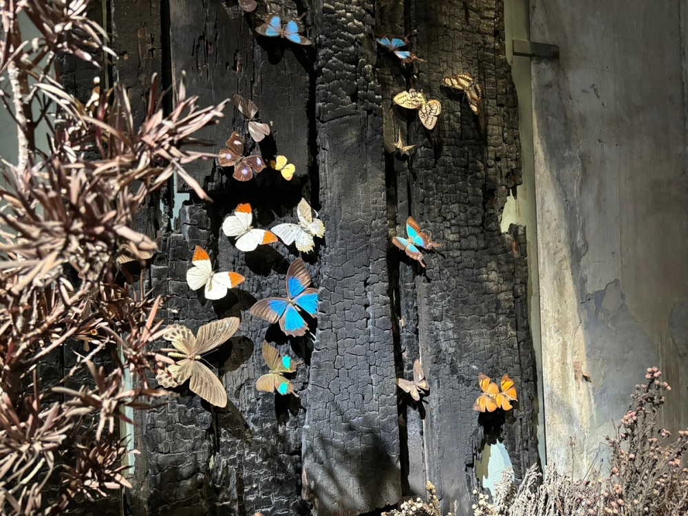 A view of the preserved butterflies on display at the Museum Tanahsahi in Kampung Kepayang, Ipoh, Perak. — Picture by John Bunyan