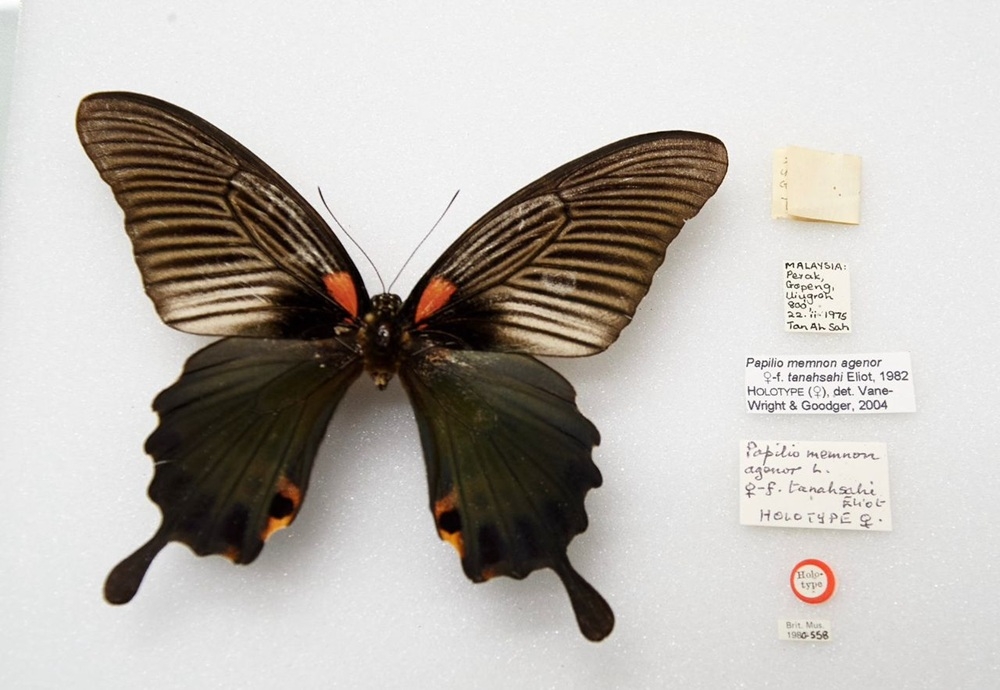A picture of the original preserved specimen of the female Papilio memnon agenor, first discovered by Steve Tan’s father, displayed at the Museum Tanahsahi in Kampung Kepayang, Ipoh, Perak. — Picture courtesy of the Natural History Museum, London, UK A picture of the original preserved specimen of the female Papilio memnon agenor, first discovered by Steve Tan’s father, displayed at the Museum Tanahsahi in Kampung Kepayang, Ipoh, Perak. — Picture courtesy of the Natural History Museum, London, UK