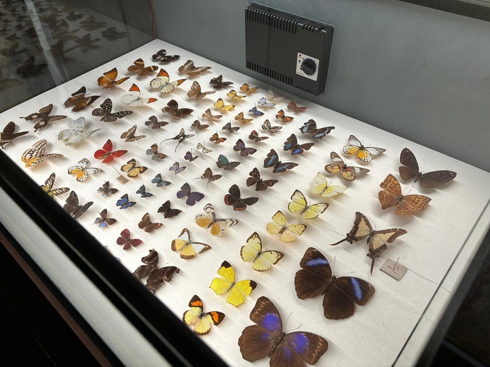 Visitors can explore meticulously arranged displays of butterflies, beetles, moths and other fascinating insects in a space that blends art and natural science. — Picture courtesy of the Natural History Museum, London, UK Visitors can explore meticulously arranged displays of butterflies, beetles, moths and other fascinating insects in a space that blends art and natural science. — Picture courtesy of the Natural History Museum, London, UK