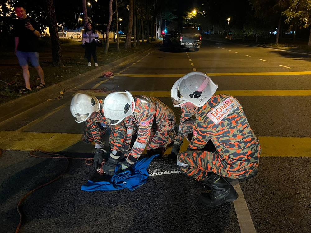 Firefighters captured a 1.5 metre long crocodile found injured on the road at Marina Phase 1 in MIri last night. — Borneo Post pic