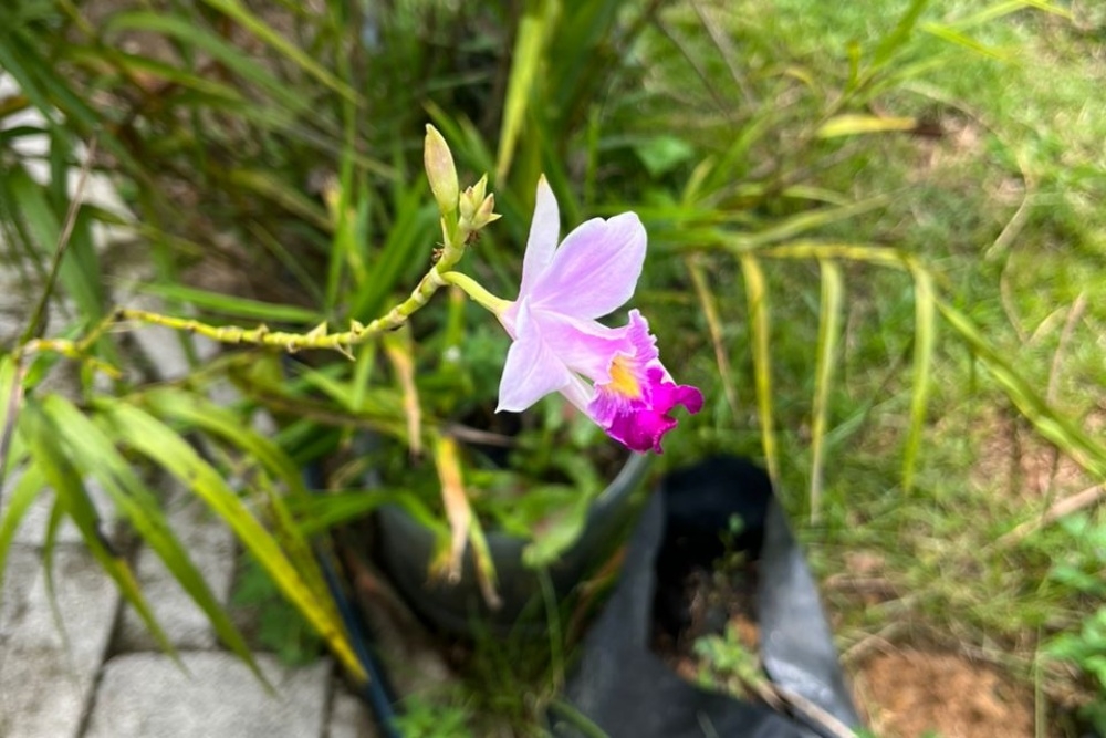 Sabtuyah says one of the objectives is to show that orchids are not just for display, as they can also contribute to the local economy if managed properly and responsibly. — The Borneo Post pic Sabtuyah says one of the objectives is to show that orchids are not just for display, as they can also contribute to the local economy if managed properly and responsibly. — The Borneo Post pic