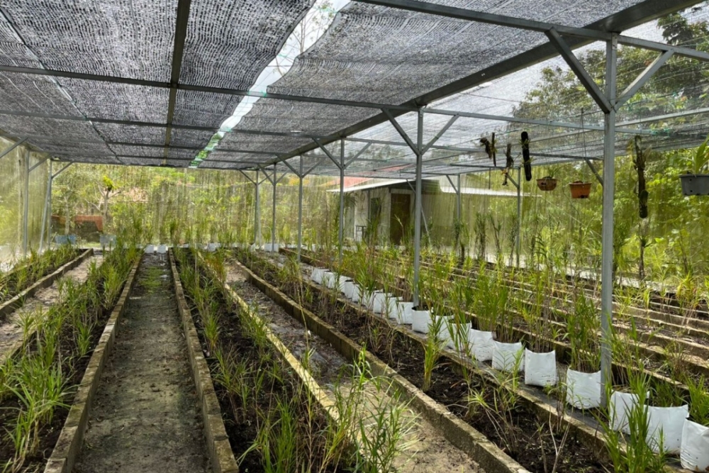 Sabtuyah and her husband have turned their land at Kampung Tanjung Tuang in Kota Samarahan into both a home and a small creative space, the starting point of Sarawak Orchid Tea. — The Borneo Post pic Sabtuyah and her husband have turned their land at Kampung Tanjung Tuang in Kota Samarahan into both a home and a small creative space, the starting point of Sarawak Orchid Tea. — The Borneo Post pic