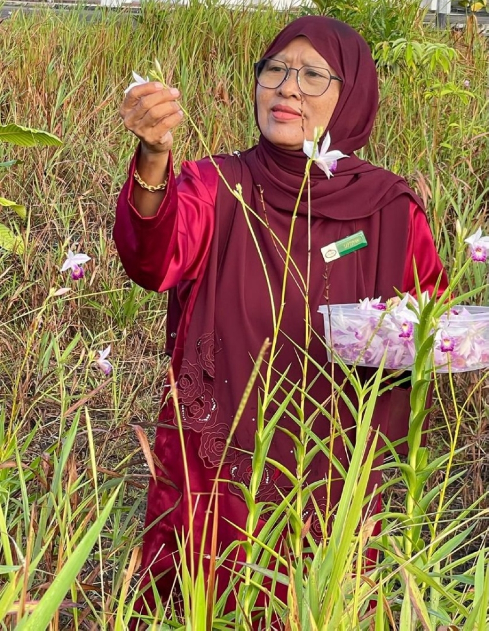 Sabtuyah with the orchids at her farm. — The Borneo Post pic Sabtuyah with the orchids at her farm. — The Borneo Post pic